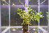  (Hygrophila polysperma - RO_086)  @11 [ ] Copyright (2016) Ryan. D. Orton African Centre for DNA Barcoding