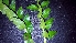  ( - RO_119)  @11 [ ] Copyright (2016) Ryan. D. Orton African Centre for DNA Barcoding