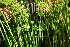  ( - RO_120)  @11 [ ] Copyright (2016) Ryan. D. Orton African Centre for DNA Barcoding