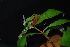  (Hygrophila - RO_124)  @11 [ ] Copyright (2016) Ryan. D. Orton African Centre for DNA Barcoding