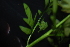  ( - RO_137)  @11 [ ] Copyright (2016) Ryan. D. Orton African Centre for DNA Barcoding