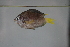  (Chromis enchrysurus - FWRI00040)  @11 [ ] CreativeCommons - Attribution Non-Commercial (2011) Smithsonian Institution Smithsonian Institution