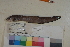  ( - FWRI00072)  @11 [ ] CreativeCommons - Attribution Non-Commercial (2011) Smithsonian Institution Smithsonian Institution
