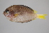  ( - FWRI00091)  @11 [ ] CreativeCommons - Attribution Non-Commercial (2011) Smithsonian Institution Smithsonian Institution