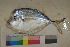  ( - FWRI00193)  @11 [ ] CreativeCommons - Attribution Non-Commercial (2011) Smithsonian Institution Smithsonian Institution