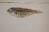  ( - FWRI00287)  @11 [ ] CreativeCommons - Attribution Non-Commercial (2011) Smithsonian Institution Smithsonian Institution