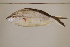  (Haemulon melanurum - FWRI00299)  @11 [ ] CreativeCommons - Attribution Non-Commercial (2011) Smithsonian Institution Smithsonian Institution