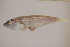  ( - FWRI00330)  @11 [ ] CreativeCommons - Attribution Non-Commercial (2011) Smithsonian Institution Smithsonian Institution