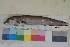  ( - FWRI00359)  @11 [ ] CreativeCommons - Attribution Non-Commercial (2011) Smithsonian Institution Smithsonian Institution