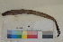  ( - FWRI00427)  @11 [ ] CreativeCommons - Attribution Non-Commercial (2011) Smithsonian Institution Smithsonian Institution