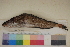  ( - FWRI00541)  @11 [ ] CreativeCommons - Attribution Non-Commercial (2011) Smithsonian Institution Smithsonian Institution