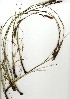  (Tetraria flexuosa - CC.621.1)  @11 [ ] Unspecified (default): All Rights Reserved  Unspecified Unspecified