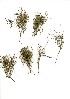  (Restio tenuissima - CC.621.23)  @11 [ ] Unspecified (default): All Rights Reserved  Unspecified Unspecified