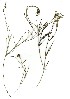  (Centella restioides - CC.626.14)  @11 [ ] Unspecified (default): All Rights Reserved  Unspecified Unspecified