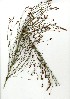  (Restio subverticillata - CC.627.20)  @11 [ ] Unspecified (default): All Rights Reserved  Unspecified Unspecified