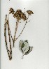  (Hermas - CM.620.39)  @11 [ ] Unspecified (default): All Rights Reserved  Unspecified Unspecified
