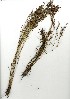  (Restio asperus - CM.627.12)  @11 [ ] Unspecified (default): All Rights Reserved  Unspecified Unspecified