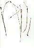  (Restio inconspicuus - CM.702.33)  @11 [ ] Unspecified (default): All Rights Reserved  Unspecified Unspecified