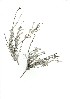  (Helichrysum zeyheri - CM.710.13)  @11 [ ] Unspecified (default): All Rights Reserved  Unspecified Unspecified