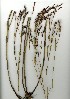  (Restio hystrix - CM.710.18)  @11 [ ] Unspecified (default): All Rights Reserved  Unspecified Unspecified