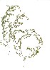  (Cliffortia - CM.710.25)  @11 [ ] Unspecified (default): All Rights Reserved  Unspecified Unspecified