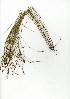  (Restio debilis - EFG.625.12)  @11 [ ] CreativeCommons - Attribution (2012) Unspecified Unspecified