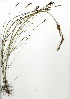  (Restio stokoei - EFG.703.18)  @11 [ ] CreativeCommons - Attribution (2012) Unspecified Unspecified