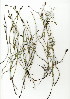  (Restio capensis - EFG.706.8)  @11 [ ] CreativeCommons - Attribution (2012) Unspecified Unspecified