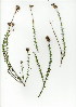  (Pseudoselago - EFG.726.25)  @11 [ ] CreativeCommons - Attribution (2012) Unspecified Unspecified