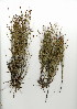 (Restio unispicata - EFG.726.7)  @11 [ ] CreativeCommons - Attribution (2012) Unspecified Unspecified