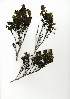  (Zygophyllum fulvum - HKM.620.17)  @11 [ ] CreativeCommons - Attribution (2012) Unspecified Unspecified