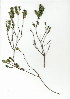  (Trichocephalus - HKM.620.18)  @11 [ ] CreativeCommons - Attribution (2012) Unspecified Unspecified
