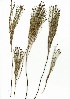  (Restio eleocharis - HKM.620.5)  @11 [ ] CreativeCommons - Attribution (2012) Unspecified Unspecified