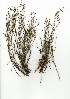  (Restio curviramis - HKM.628.16)  @11 [ ] CreativeCommons - Attribution (2012) Unspecified Unspecified