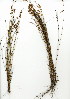  (Restio tenuispicatus - HKM.628.17)  @11 [ ] CreativeCommons - Attribution (2012) Unspecified Unspecified
