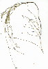  (Restio parvispiculus - HKM.711.23)  @11 [ ] CreativeCommons - Attribution (2012) Unspecified Unspecified