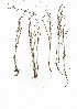  (Restio arcuatus - HKM.711.7)  @11 [ ] CreativeCommons - Attribution (2012) Unspecified Unspecified