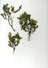  (Amphithalea - JAS.709.18)  @13 [ ] Unspecified (default): All Rights Reserved  Unspecified Unspecified