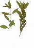  (Jasminum glaucum - JL.802.3)  @11 [ ] CreativeCommons - Attribution (2012) Unspecified Unspecified