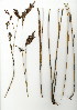  (Restio brachiatus - JL.802.6)  @11 [ ] CreativeCommons - Attribution (2012) Unspecified Unspecified