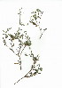  (Centella villosa - JS.730.25)  @11 [ ] CreativeCommons - Attribution (2012) Unspecified Unspecified