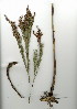  (Restio paniculatus - JS.730.31)  @11 [ ] CreativeCommons - Attribution (2012) Unspecified Unspecified