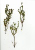  (Selago pustulosa - SM.724.36)  @11 [ ] CreativeCommons - Attribution (2012) Unspecified Unspecified