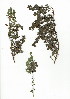  (Rafnia diffusa - SM.731.14)  @11 [ ] CreativeCommons - Attribution (2012) Unspecified Unspecified