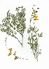  (Calobota - SM.731.31)  @11 [ ] CreativeCommons - Attribution (2012) Unspecified Unspecified
