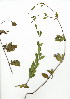  ( - SM.731.7)  @11 [ ] CreativeCommons - Attribution (2012) Unspecified Unspecified