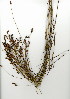  (Restio burchellii - TEM.622.32)  @11 [ ] CreativeCommons - Attribution (2012) Unspecified Unspecified