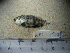  (Cyprinodon suavium - NEC-0190)  @12 [ ] Unspecified (default): All Rights Reserved  Unspecified Unspecified