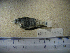  ( - NEC-0192)  @11 [ ] Unspecified (default): All Rights Reserved  Unspecified Unspecified