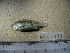  (Cyprinodon suavium - NEC-0193)  @12 [ ] Unspecified (default): All Rights Reserved  Unspecified Unspecified